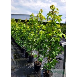 Liquidambar styraciflua 'Slender Silhouette'