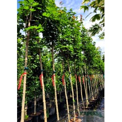 Acer platanoides