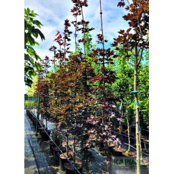 Acer platanoides 'Crimson Sentry'