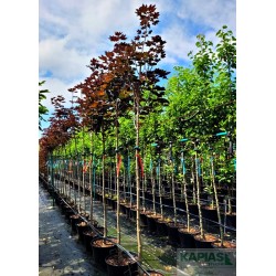 Acer platanoides 'Royal Red'