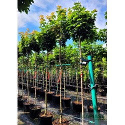 Acer platanoides 'Globosum'