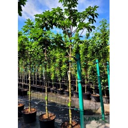 Aesculus carnea x 'Briotii'