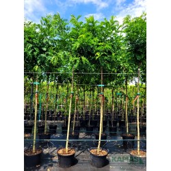 Robinia pseudoacacia 'Umbraculifera'