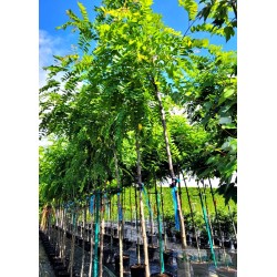 Robinia margaretta x CASQUE ROUGE 'Pink Cascade'