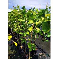 Magnolia brooklynensis x 'Yellow Bird'