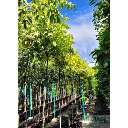 Acer negundo 'Aureomarginatum'