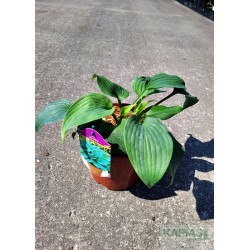 Hosta 'Big Daddy'