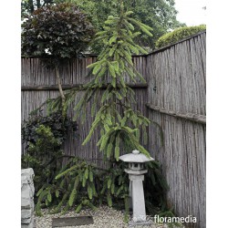 Picea abies 'Virgata'
