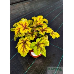 Heucherella x 'Gold Zebra' PBR