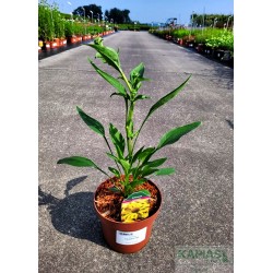 Echinacea 'Cleopatra' PBR