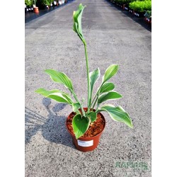 Hosta 'Regal Splendor'