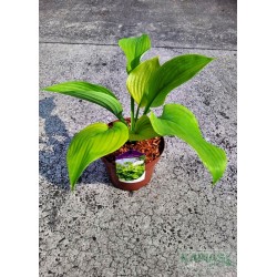 Hosta 'Sum and Substance'