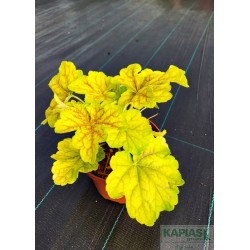 Heuchera 'Delta Dawn' PBR