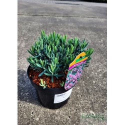 Andromeda polifolia 'Blue Ice'