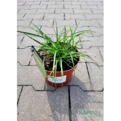 Miscanthus sinensis 'Little Zebra' PBR