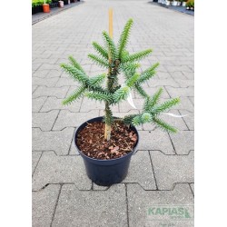 Abies pinsapo 'Glauca'