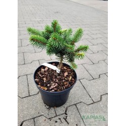 Picea pungens 'Maigold'