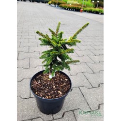 Picea orientalis 'Aureospicata'