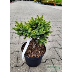 Picea omorika 'Nana'