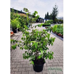 Viburnum plicatum 'JWW-1' PBR KILIMANDJARO®
