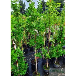 Quercus robur 'Fastigiate Koster'