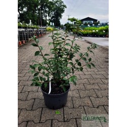 Euonymus alatus