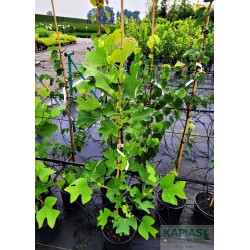 Liriodendron tulipifera