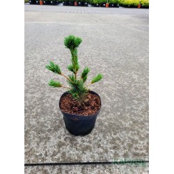 Pinus parviflora 'Tempelhof'