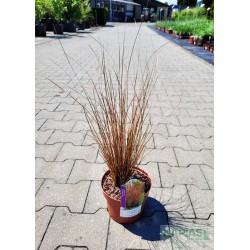 Carex buchananii 'Red Rooster'