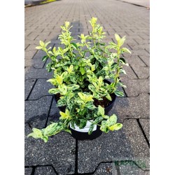 Euonymus fortunei GOLDEN HARLEQUIN 'Hoogi' PBR