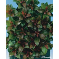 Pieris japonica 'Little Heath Green'