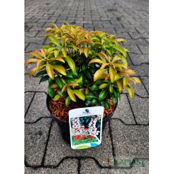 Pieris japonica 'Bonfire'