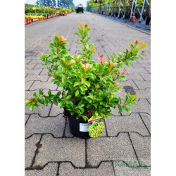 Pieris japonica 'Little Heath Green'