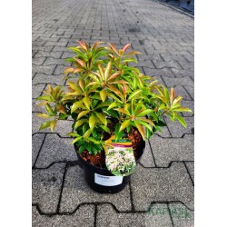 Pieris japonica 'Scarlett O'Hara'