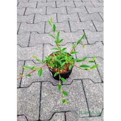 Cotoneaster salicifolius 'Parkteppich'
