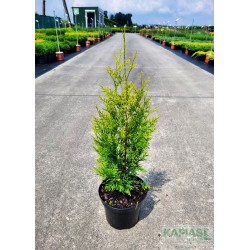 Thuja occidentalis 'Golden Brabant' PBR