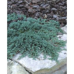 Juniperus horizontalis ICEE BLUE 'Monber' PBR