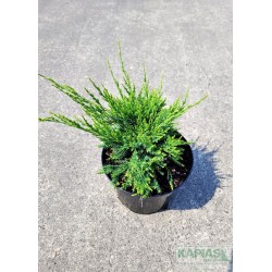 Juniperus pfitzeriana x 'Mint Julep'