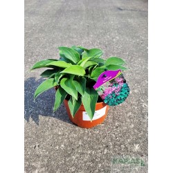 Hosta 'Blue Cadet'
