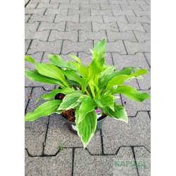 Hosta 'White Feathers'
