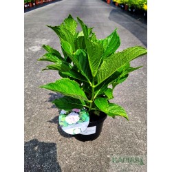 Hydrangea macrophylla PEPPERMINT 'Youmethirteen'