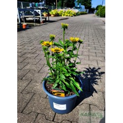 Echinacea 'Kismet® Yellow' PBR