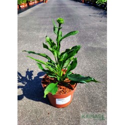 Echinacea purpurea 'Meringue'