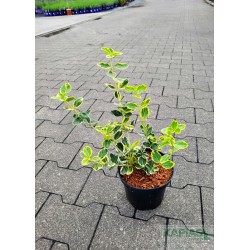 Euonymus fortunei 'Canadale Gold'