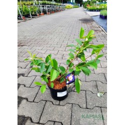 Magnolia FAIRY BLUSH 'Micjur01' PBR