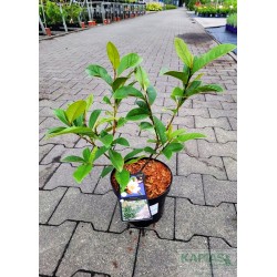 Magnolia FAIRY CREAM 'Micjur02' PBR