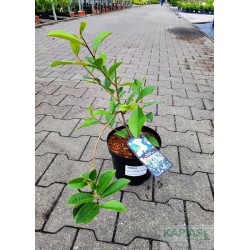 Magnolia FAIRY WHITE 'Micjur05' PBR