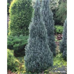 Picea glauca 'Sander`s Blue'