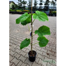 Paulownia tomentosa