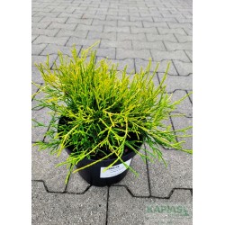 Chamaecyparis pisifera 'Filifera Aurea'